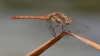 J18_1844 Sympetrum striolatum male